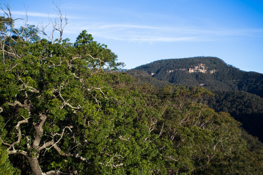 View of Mt Armour (centre) and a Kurrajong (left) contrasted against the eucalyptus bush that surrounds.
