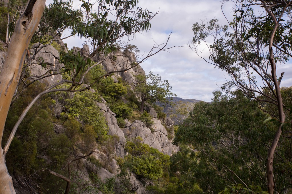 Kurrajong thriving on the limestone outcrop. The limestone it self dates from about 410 million years ago (the Silurian period I believe). 