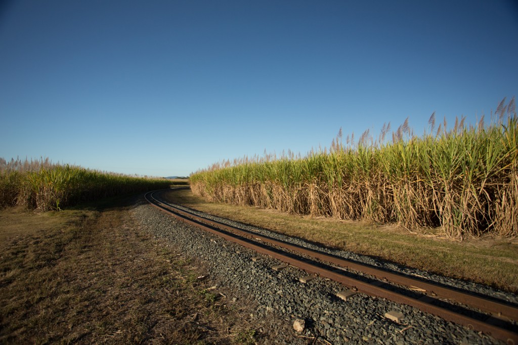 The narrow gauge rail that services the cane fields, taking the cut cain to the refinery.