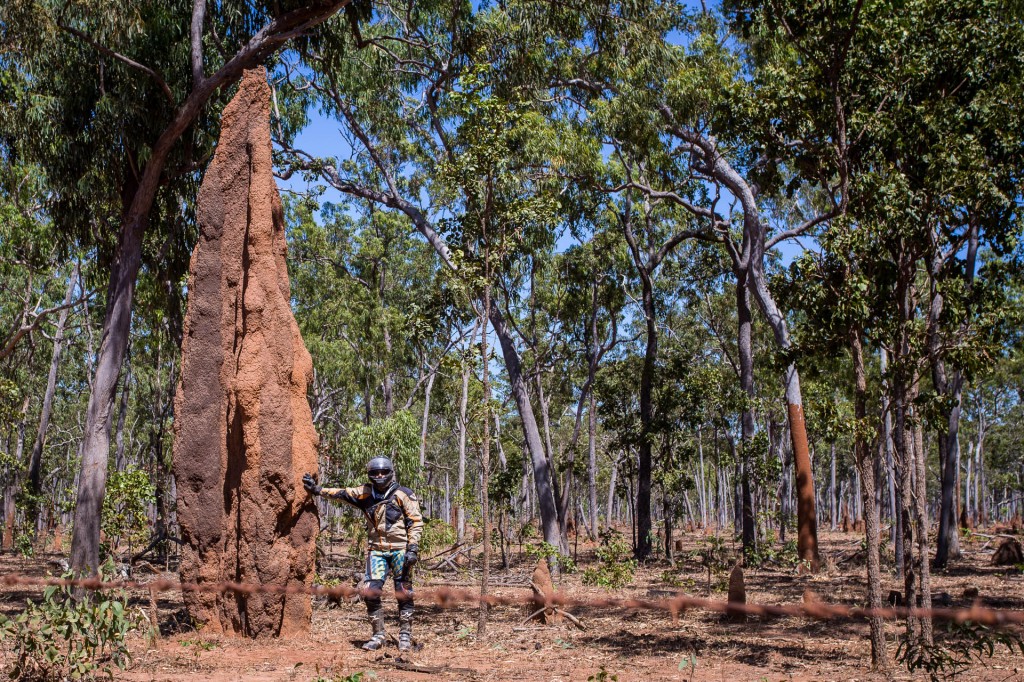 That is the largest termite mound I have ever seen!