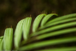 Hairs on the fronds of the Lawyer Cane vine