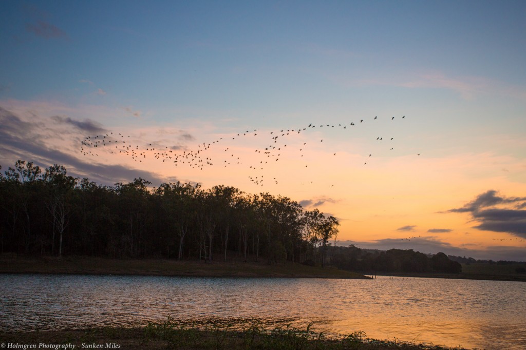 Flocks of water birds heading south just on dusk