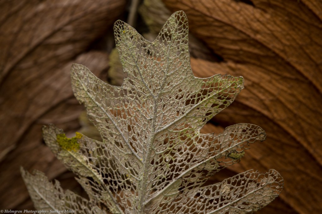 Skeletal leaf remains by lake Barrine 