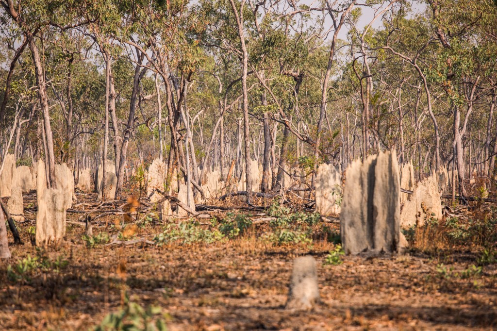 A forest of termite mounds