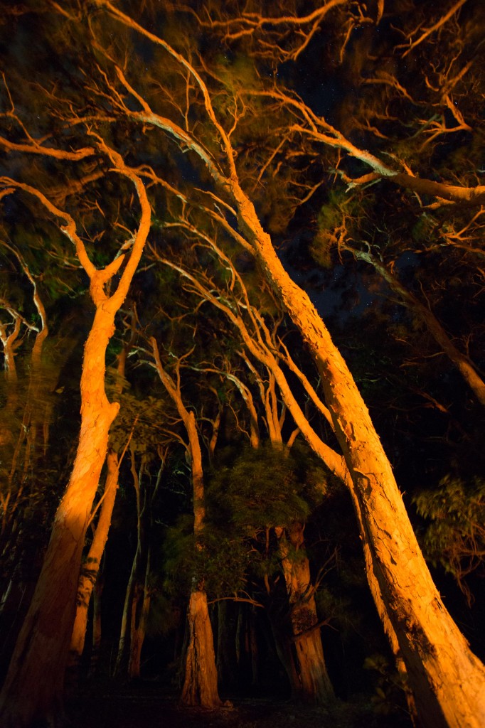 Cooktown; firelight under the paperbarks 