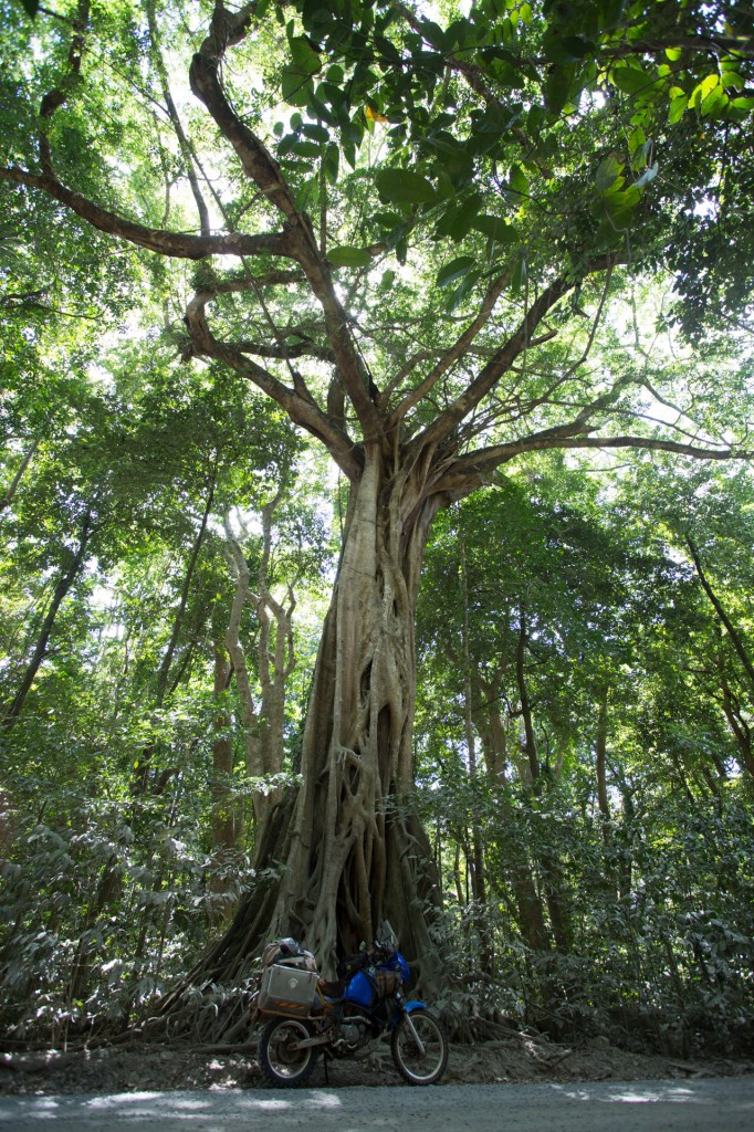 Try show just how big this strangler fig is I put Mawson in the shot but the very wide angle lens (actually 17mm) compresses everything. A truly amazing tree to stand under. Bloomfield track.